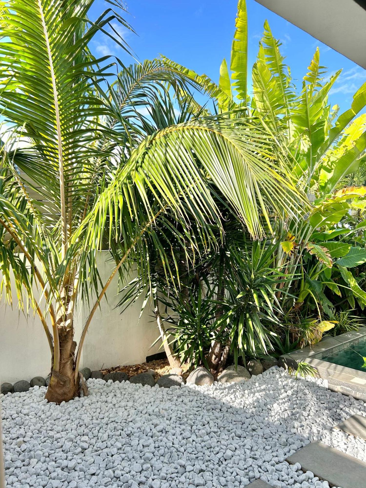 Le Yucca 974 By J&V Villa Saint Pierre Eksteriør billede
